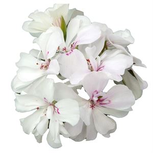 Bild von Geranium Hang P12 Double Royal White